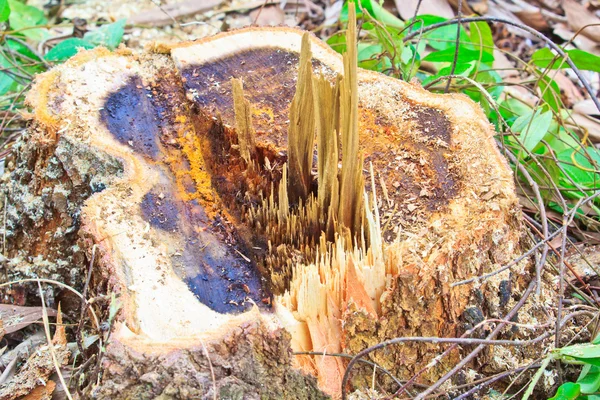 Abholzung der Wälder — Stockfoto