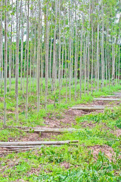 Snijden hout — Stockfoto