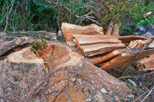 Deforestación — Foto de Stock