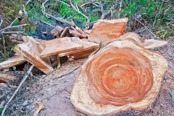 Deforestación — Foto de Stock