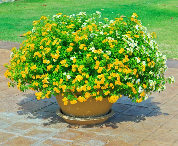 Gelbe Blumen in Töpfen — Stockfoto