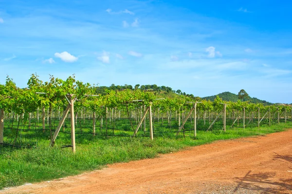 Wijngaarden druif boerderij — Stockfoto