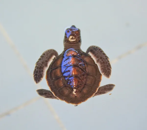 바다 거북 — 스톡 사진