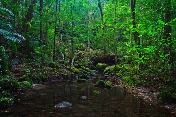 Tropisch regenwoud landschap — Stockfoto