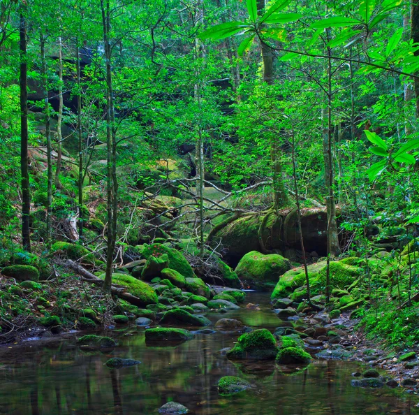 Tropical Rainforest Landscape — Stock Photo, Image