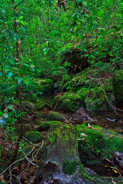 Tropikal yağmur ormanları peyzaj — Stok fotoğraf