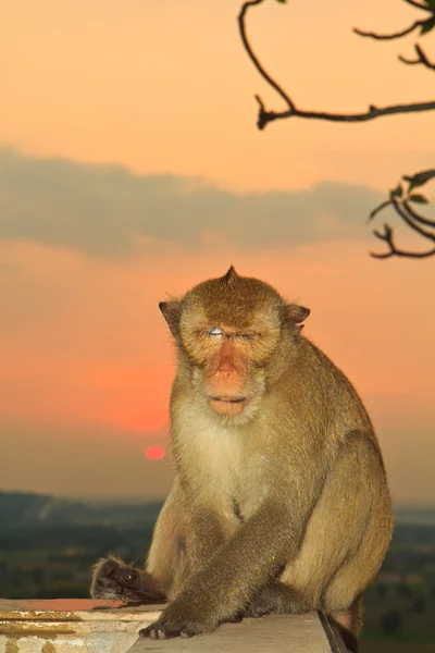 बंदर — स्टॉक फ़ोटो, इमेज