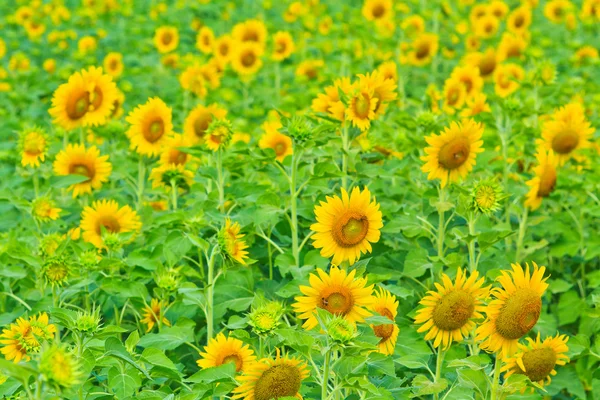 Girasol — Foto de Stock