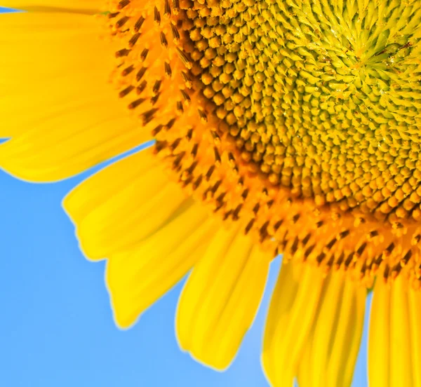 Girasol — Foto de Stock