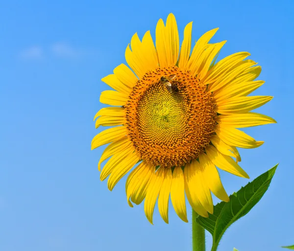 Sonnenblume — Stockfoto