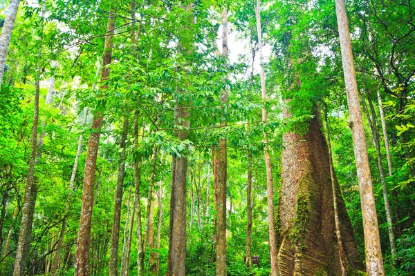 Árvore na floresta — Fotografia de Stock