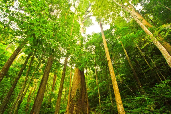 Arbre dans la forêt — Photo