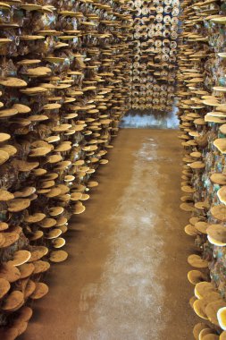 mantar ganoderma Lucidium