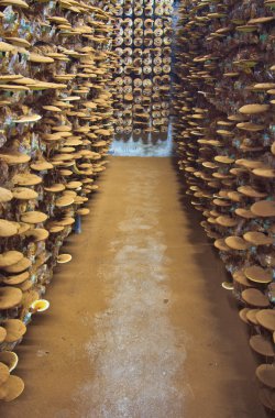 mantar ganoderma Lucidium