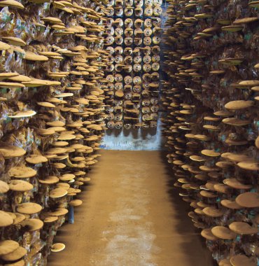 mantar ganoderma Lucidium
