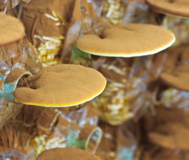 mantar ganoderma Lucidium