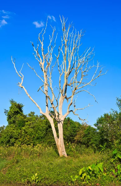 Mrtvé stromy — Stock fotografie