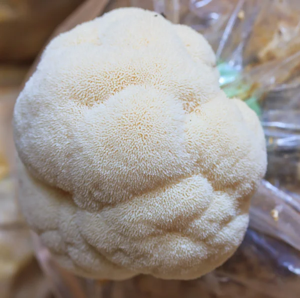Opičí hlava houby — Stock fotografie