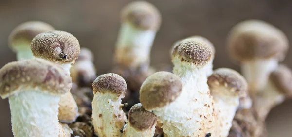 Shiitake mushrooms — Stock Photo, Image