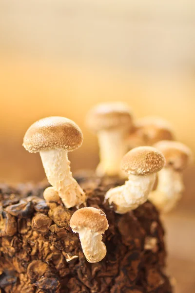 Shiitake champignons — Stockfoto