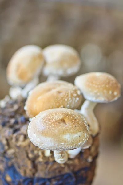 Shiitake mushrooms — Stock Photo, Image