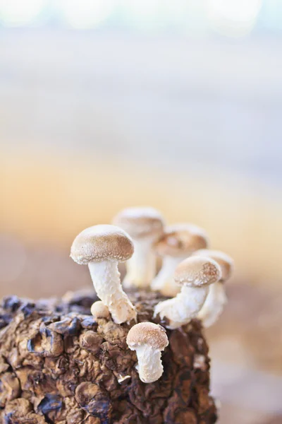 Shiitake mushrooms — Stock Photo, Image