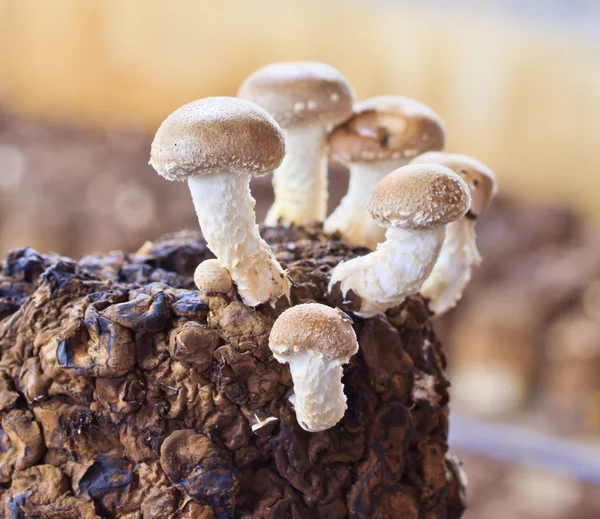 Setas shiitake — Foto de Stock