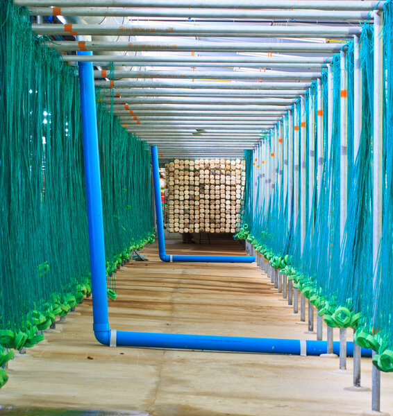 Грибная ферма
