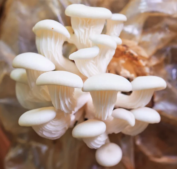 Крупный план сгустка белого букового гриба — стоковое фото
