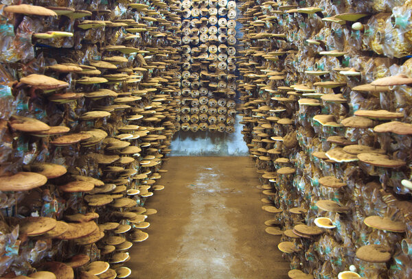 Mushroom moderma lucidum
