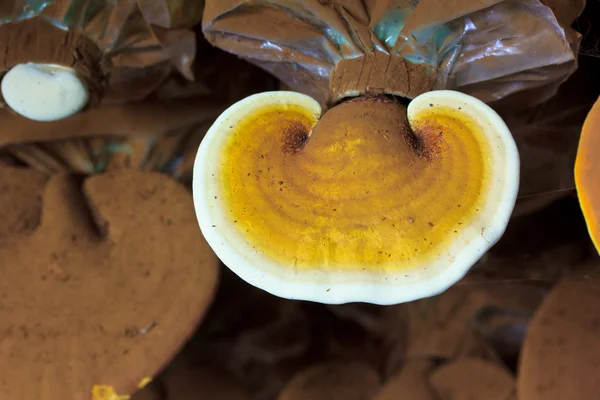 Mushroom Ganoderma lucidum — Stock Photo, Image