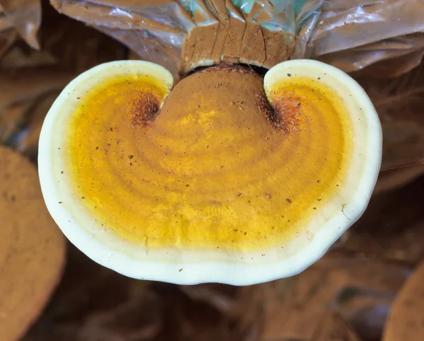 Mantar ganoderma Lucidium — Stok fotoğraf