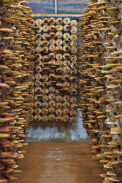 Mushroom moderma lucidum
