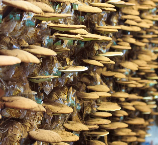 Mushroom Ganoderma lucidum — Stockfoto