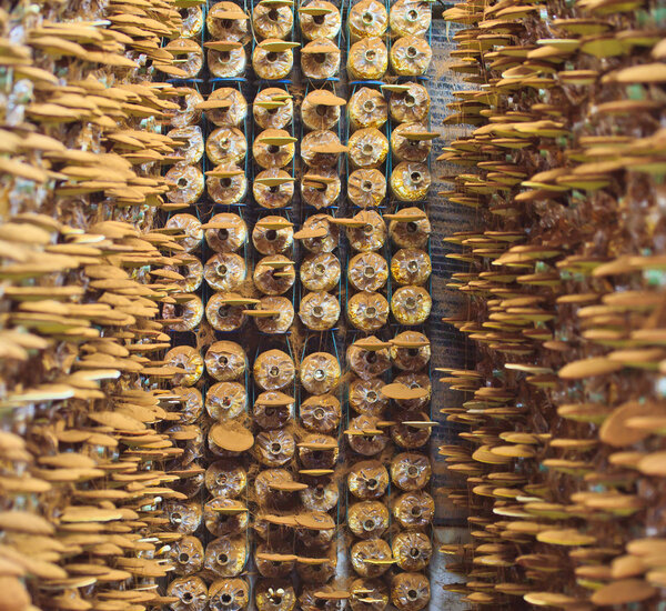 Mushroom moderma lucidum
