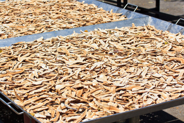 Mushroom moderma lucidum
