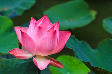 pembe lotus