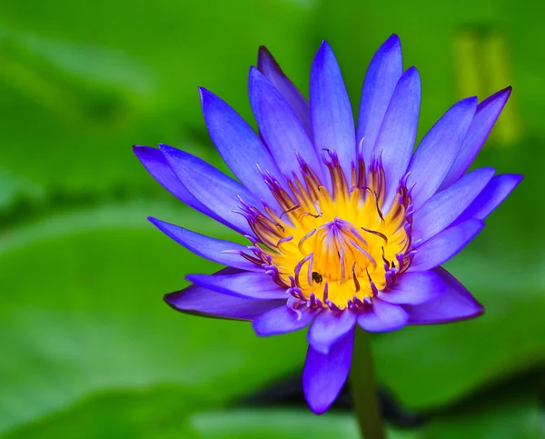 Beautiful lotus — Stock Photo, Image