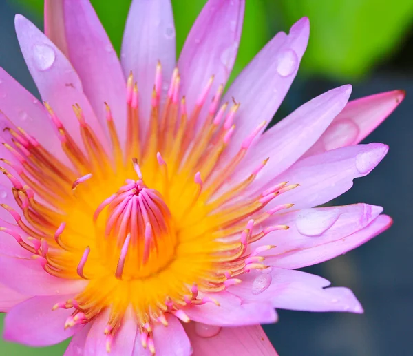 Prachtige lotus — Stockfoto