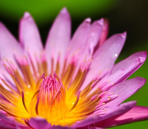 Prachtige lotus — Stockfoto