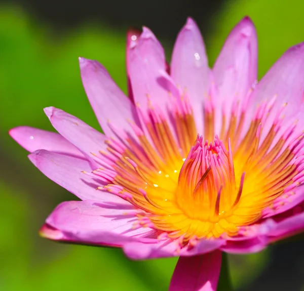 Prachtige lotus — Stockfoto