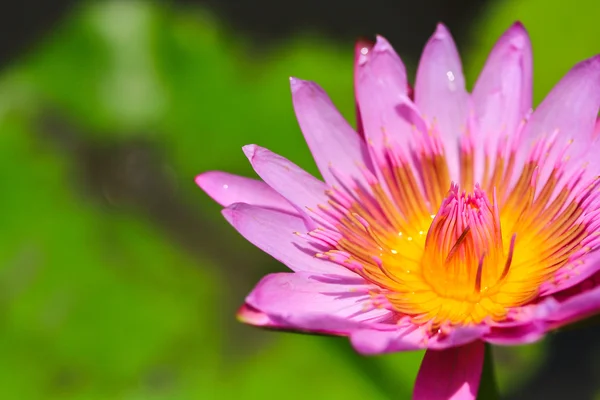 Bellissimo loto — Foto Stock