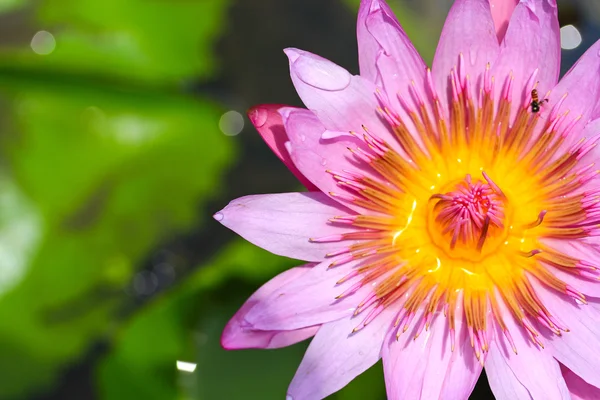 Krásné lotus — Stock fotografie