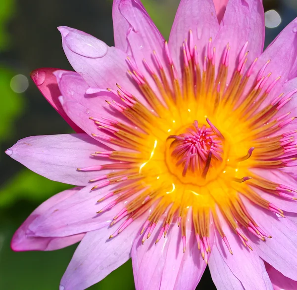 Prachtige lotus — Stockfoto