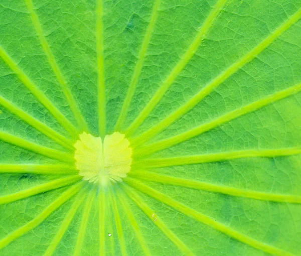 Lotus leaf texture — Stock Photo, Image