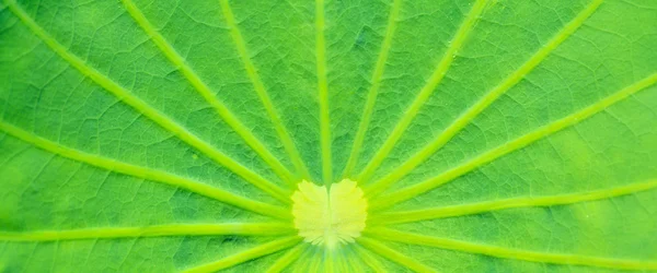 Lotus leaf texture — Stock Photo, Image