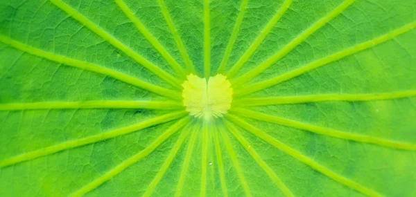 Lotus leaf texture — Stock Photo, Image