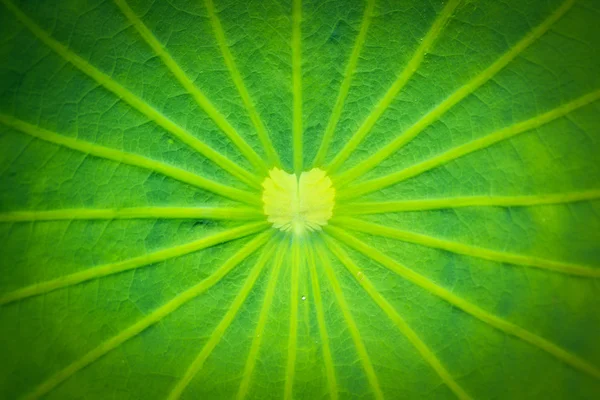 Lotus leaf texture — Stock Photo, Image