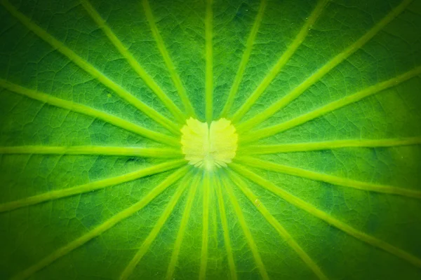 Lotus leaf texture — Stock Photo, Image