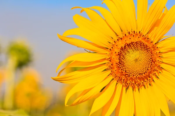 Gelbe Sonnenblume — Stockfoto